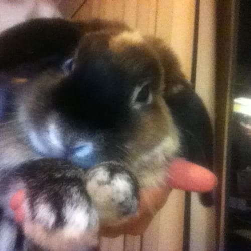 No photo for Benny As0015 