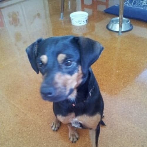 No photo for Peppa (Pets Domain)