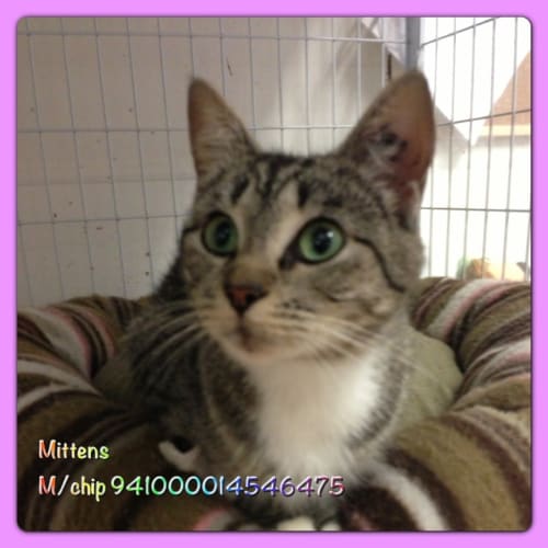 No photo for Mittens