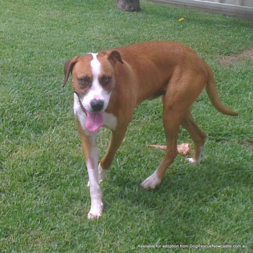 Buddy (2)
