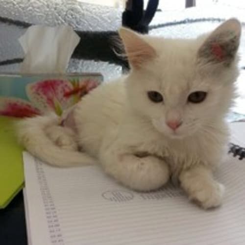 Thomas ** The 3 legged wonder kitten **