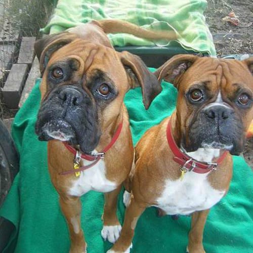 No photo for Sasha & Princess To Be Adopted Together