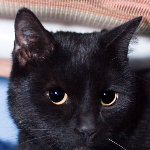No photo for Petula
