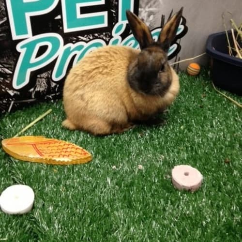No photo for Mr Flopsy