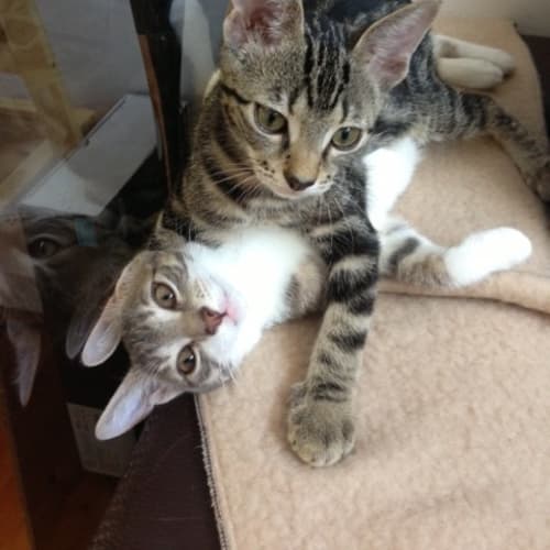 No photo for Cleo & Willow