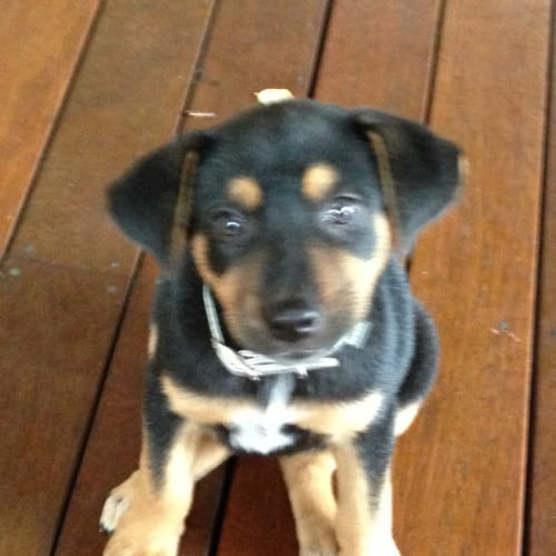 Coco (On Trial 1/3/13)