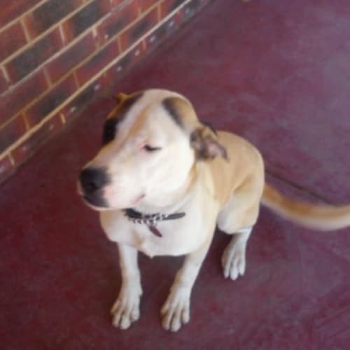 No photo for Smudge *Foster Or Adopt*