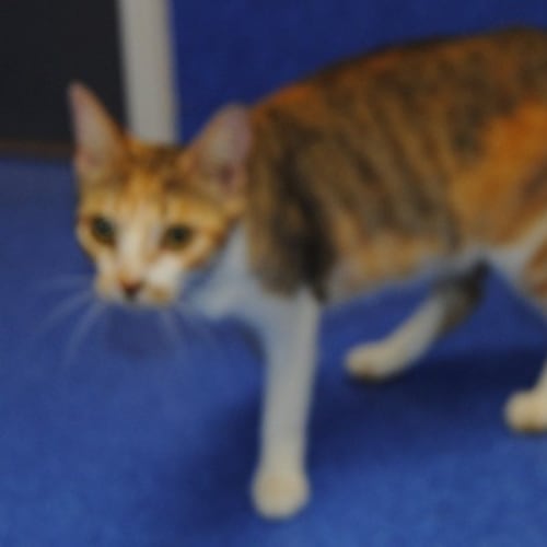 No photo for Larmia
