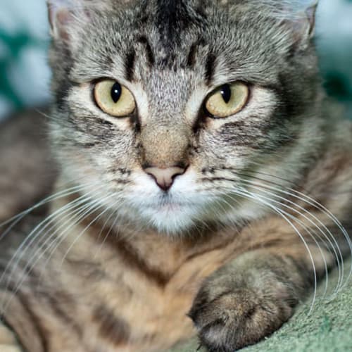 No photo for Tabitha