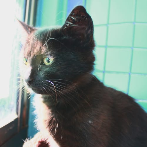 No photo for Adopt Me