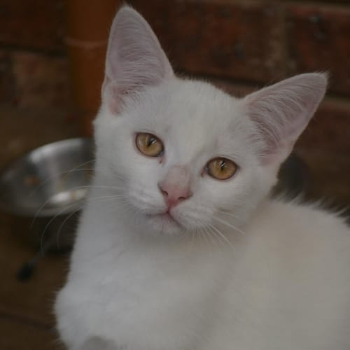Casper