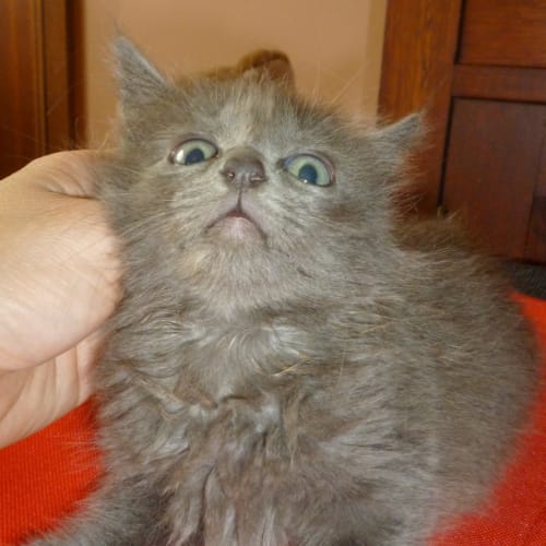 No photo for Bella (Russian Blue X)