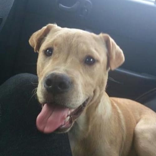 No photo for Simba **Just A Divine Puppy**