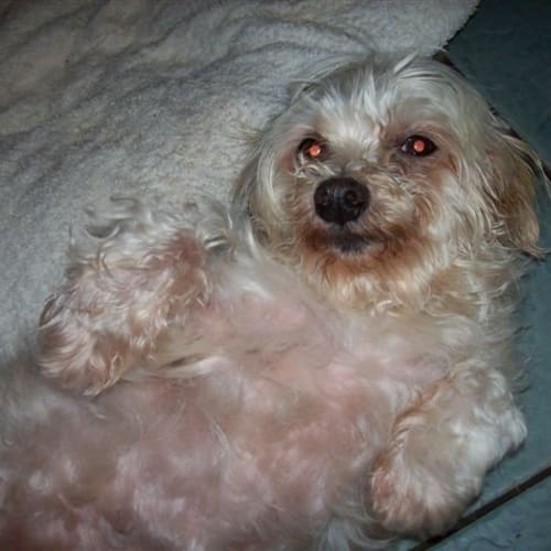 No photo for Priscilla (Foster Or Forever)