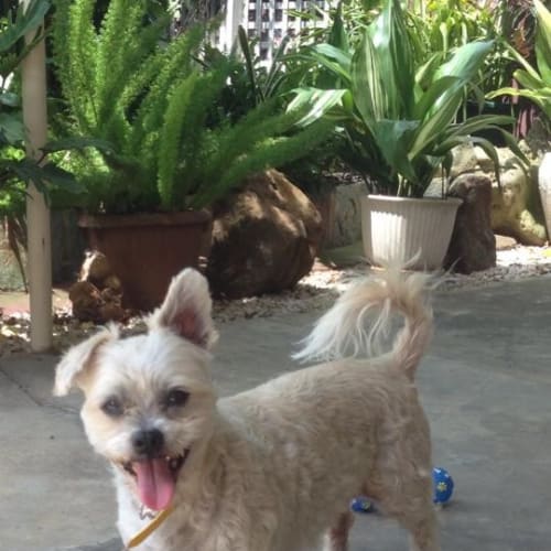 Toby