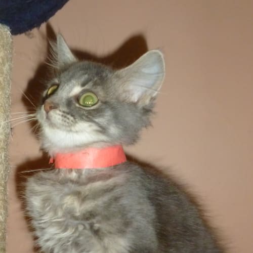 No photo for Mandy (Blue/Silver Tabby)