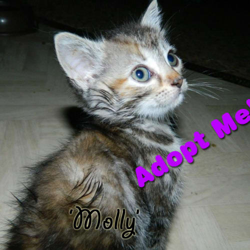 No photo for Molly