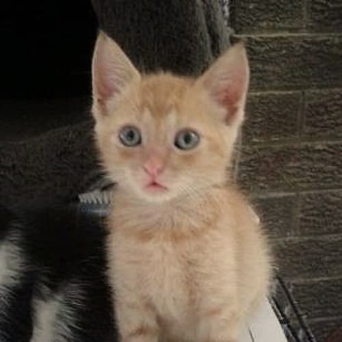 Kimba