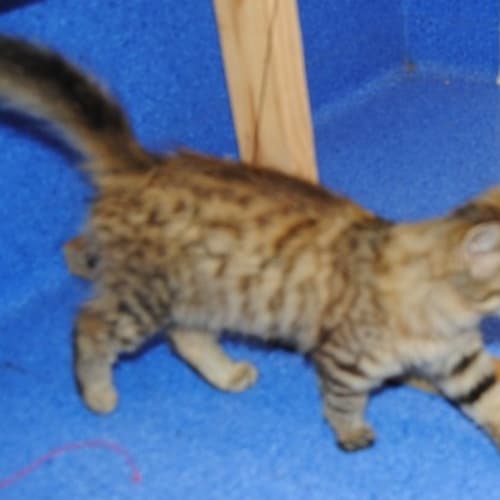No photo for Fluffy