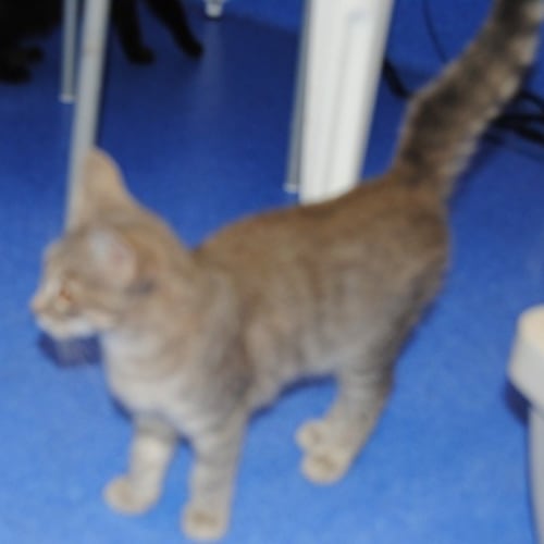 No photo for Franky