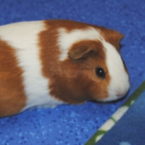 No photo for Almond