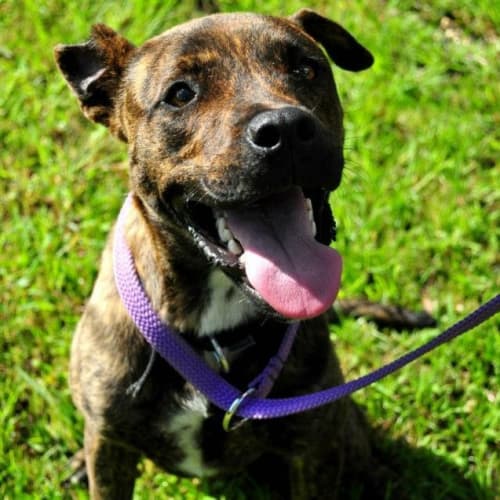 No photo for Beatles  (On Adoption Trial)