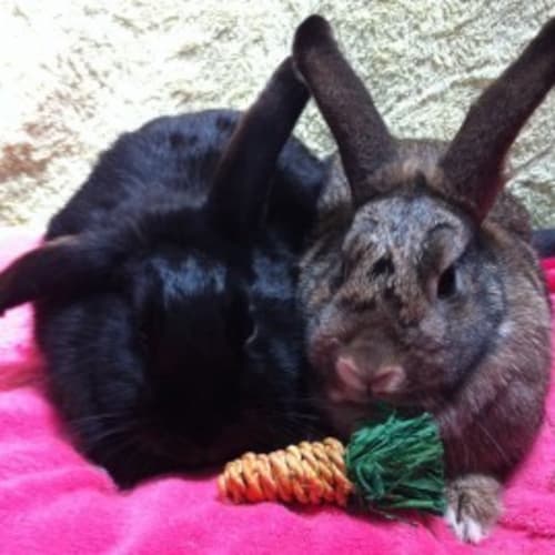 Thumper & Bambi