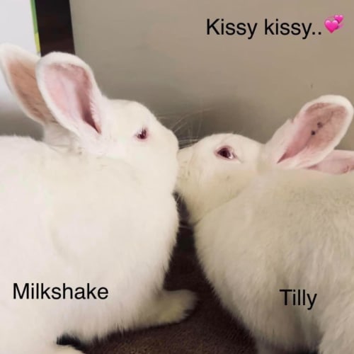 Milkshake and Tilly