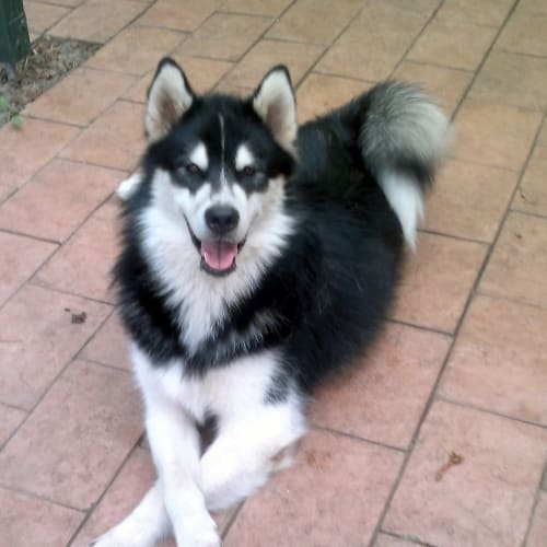 No photo for Kobe (To Be Rehomed With Meadow)