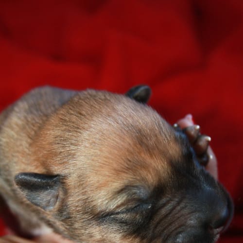 No photo for Bruno   061/13