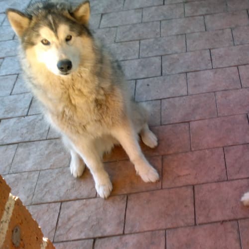 No photo for Meadow (To Be Rehomed With Kobe)