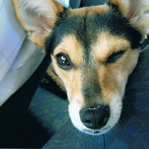 No photo for Cutie  Private Rehoming