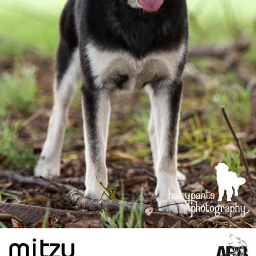 No photo for **On Trial** Mitzy