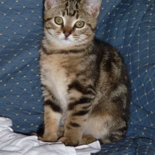 Serafina