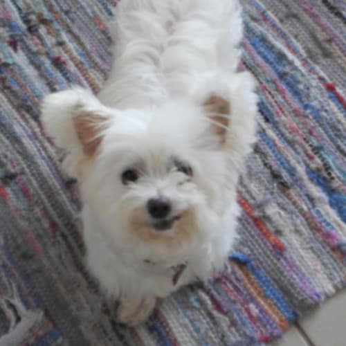 Molly
