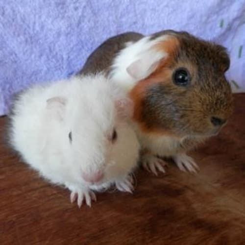 No photo for Jill And Jainee! (Mum And Daughter)