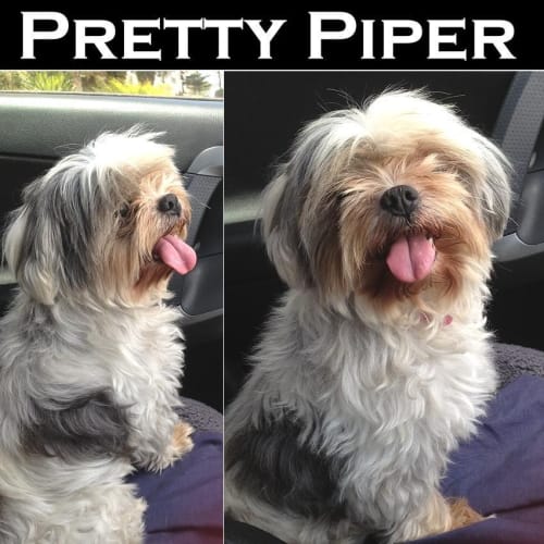No photo for Piper