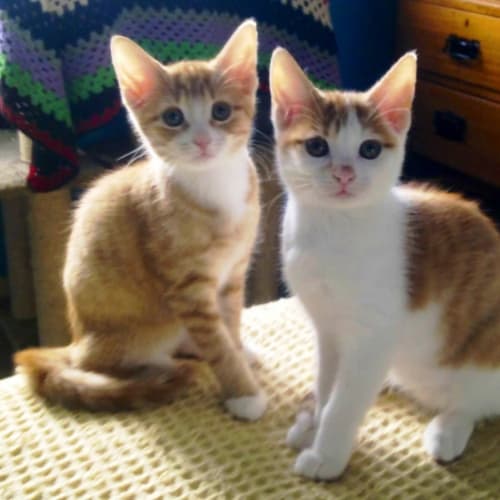 No photo for Sammy And Deliah