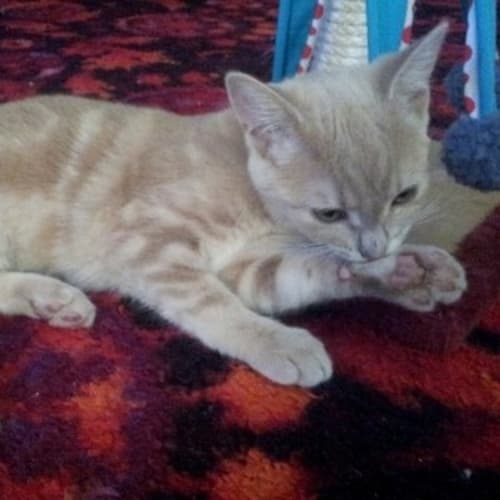 No photo for Pip