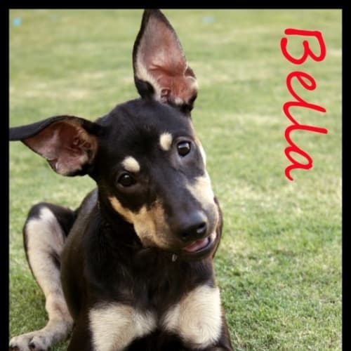 No photo for Bella(nd072)