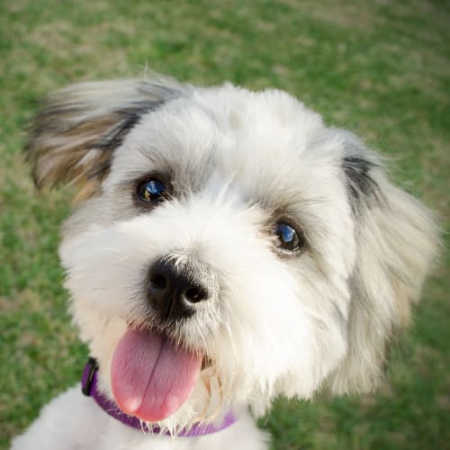 No photo for Mollie *On Trial In Her New Home*