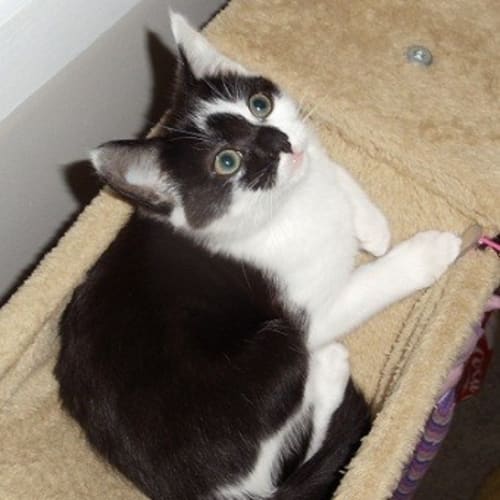 No photo for Pepe *Adoption Day 17/3/2013*