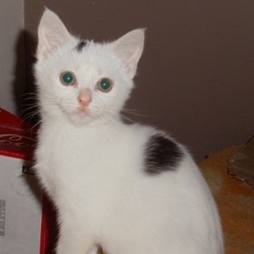 No photo for Lily *Adoption Day 17/3/2013*