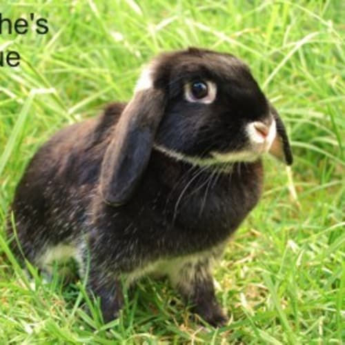 Brandy -Desexed and Vaccinated