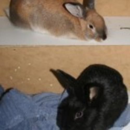 Rhett & Petunia