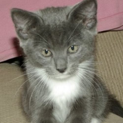 No photo for Grey And White Female Kitten  On Trial