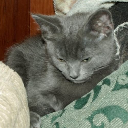 No photo for Grey Female Kitten