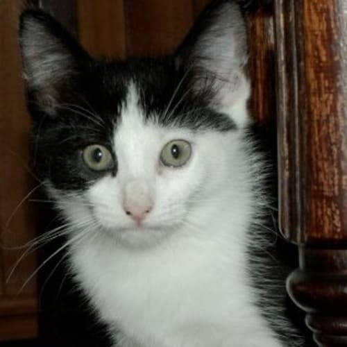 No photo for Black & White Male Kitten