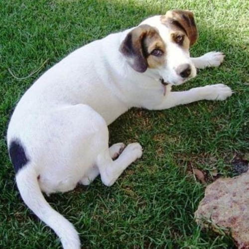 No photo for Archie   Adoption Pending