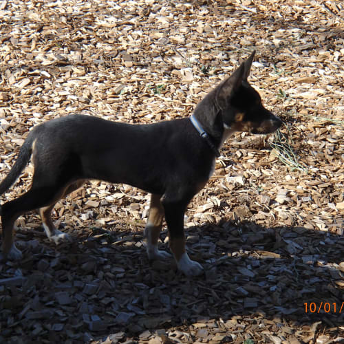 No photo for Sg Kelpie